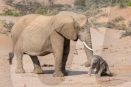 FEATURE - Familie Elefant sucht Schatten