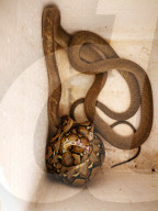 FEATURE - Phyton gegen Cobra