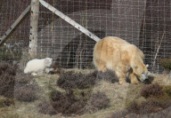 FEATURE - Kleiner Eisbär zeigt sich im Highland Wildlife Park