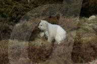 FEATURE - Kleiner Eisbär zeigt sich im Highland Wildlife Park