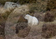 FEATURE - Kleiner Eisbär zeigt sich im Highland Wildlife Park