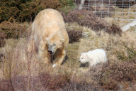 FEATURE - Kleiner Eisbär zeigt sich im Highland Wildlife Park