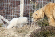 FEATURE - Kleiner Eisbär zeigt sich im Highland Wildlife Park