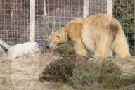FEATURE - Kleiner Eisbär zeigt sich im Highland Wildlife Park