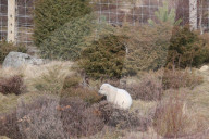 FEATURE - Kleiner Eisbär zeigt sich im Highland Wildlife Park