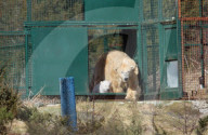 FEATURE - Kleiner Eisbär zeigt sich im Highland Wildlife Park