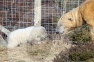 FEATURE - Kleiner Eisbär zeigt sich im Highland Wildlife Park