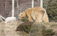 FEATURE - Kleiner Eisbär zeigt sich im Highland Wildlife Park