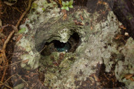 FEATURE - Unterwasser Höhlenforschung in Yucatan, Mexiko