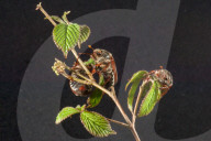 FEATURE - Maikäfer im Portrait