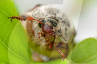 FEATURE - Maikäfer im Portrait