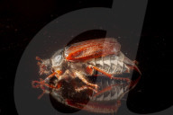 FEATURE - Maikäfer im Portrait