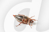 FEATURE - Maikäfer im Portrait