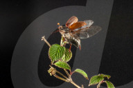 FEATURE - Maikäfer im Portrait