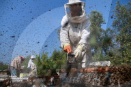 REPORTAGE - Gazastreifen: Bienenzüchter im Flüchtlingslager von Nusseirat 