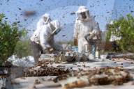 REPORTAGE - Gazastreifen: Bienenzüchter im Flüchtlingslager von Nusseirat 