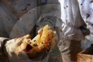 REPORTAGE - Gazastreifen: Bienenzüchter im Flüchtlingslager von Nusseirat 