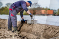 REPORTAGE - Spargelernte in Holland