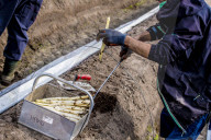 REPORTAGE - Spargelernte in Holland