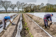 REPORTAGE - Spargelernte in Holland