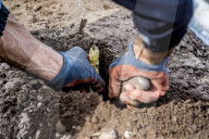 REPORTAGE - Spargelernte in Holland