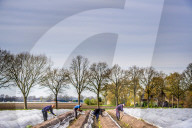 REPORTAGE - Spargelernte in Holland
