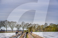REPORTAGE - Spargelernte in Holland