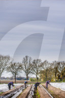 REPORTAGE - Spargelernte in Holland