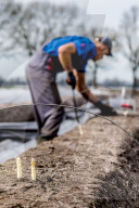 REPORTAGE - Spargelernte in Holland