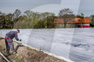 REPORTAGE - Spargelernte in Holland
