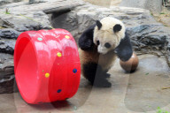 FEATURE - Panda Hula-Hoop