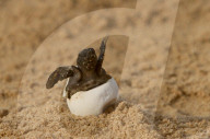 FEATURE - Das grosse Schildkröten-Schlüpfen