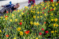 FEATURE - Tulpen aus Holland