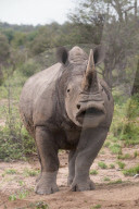 FEATURE - Nashorn im Krügerpark