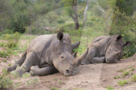 FEATURE - Nashorn im Krügerpark