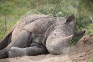 FEATURE - Nashorn im Krügerpark