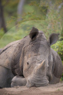 FEATURE - Nashorn im Krügerpark