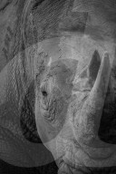 FEATURE - Nashorn im Krügerpark