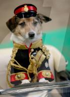 FEATURE - Royal Wedding: Jack Russells Jessica als Meghan und Jacob als Prinz Harry