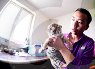 FEATURE - Tiger Kindergarten im Zoo von Shenyang