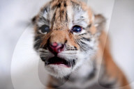 FEATURE - Tiger Kindergarten im Zoo von Shenyang