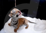 FEATURE - Tiger Kindergarten im Zoo von Shenyang
