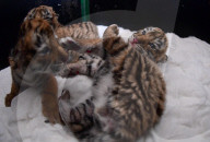 FEATURE - Tiger Kindergarten im Zoo von Shenyang