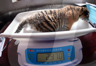 FEATURE - Tiger Kindergarten im Zoo von Shenyang