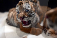 FEATURE - Tiger Kindergarten im Zoo von Shenyang