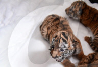 FEATURE - Tiger Kindergarten im Zoo von Shenyang
