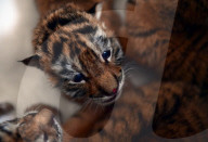 FEATURE - Tiger Kindergarten im Zoo von Shenyang