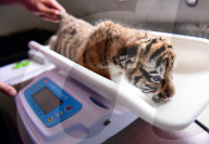 FEATURE - Tiger Kindergarten im Zoo von Shenyang