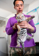 FEATURE - Tiger Kindergarten im Zoo von Shenyang
