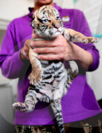 FEATURE - Tiger Kindergarten im Zoo von Shenyang